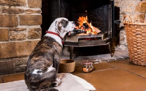 Dog Sitting by Fire in Pub